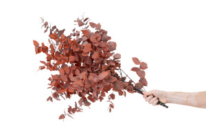 preserved-eucalyptus-stuartiana-6.