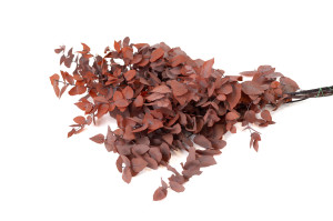 preserved-eucalyptus-stuartiana-6.