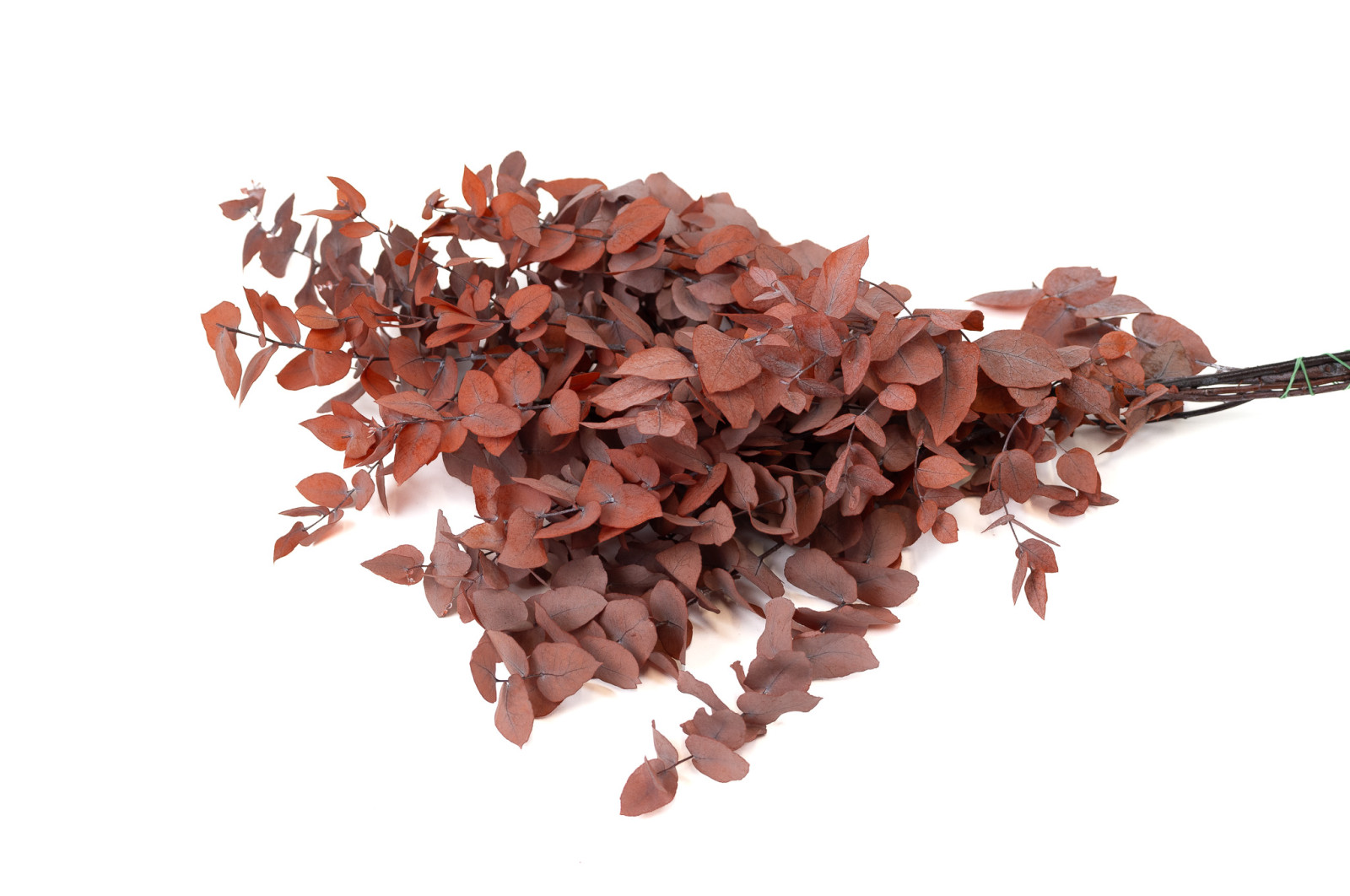 preserved-eucalyptus-stuartiana-6