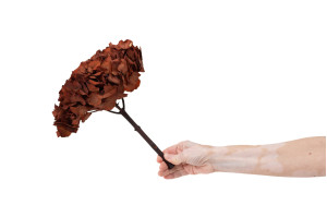 hortensia-stabilise-14.