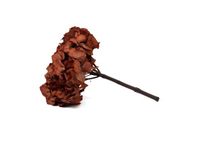 hortensia-stabilise-14.