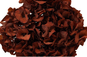 preserved-hydrangea-14.