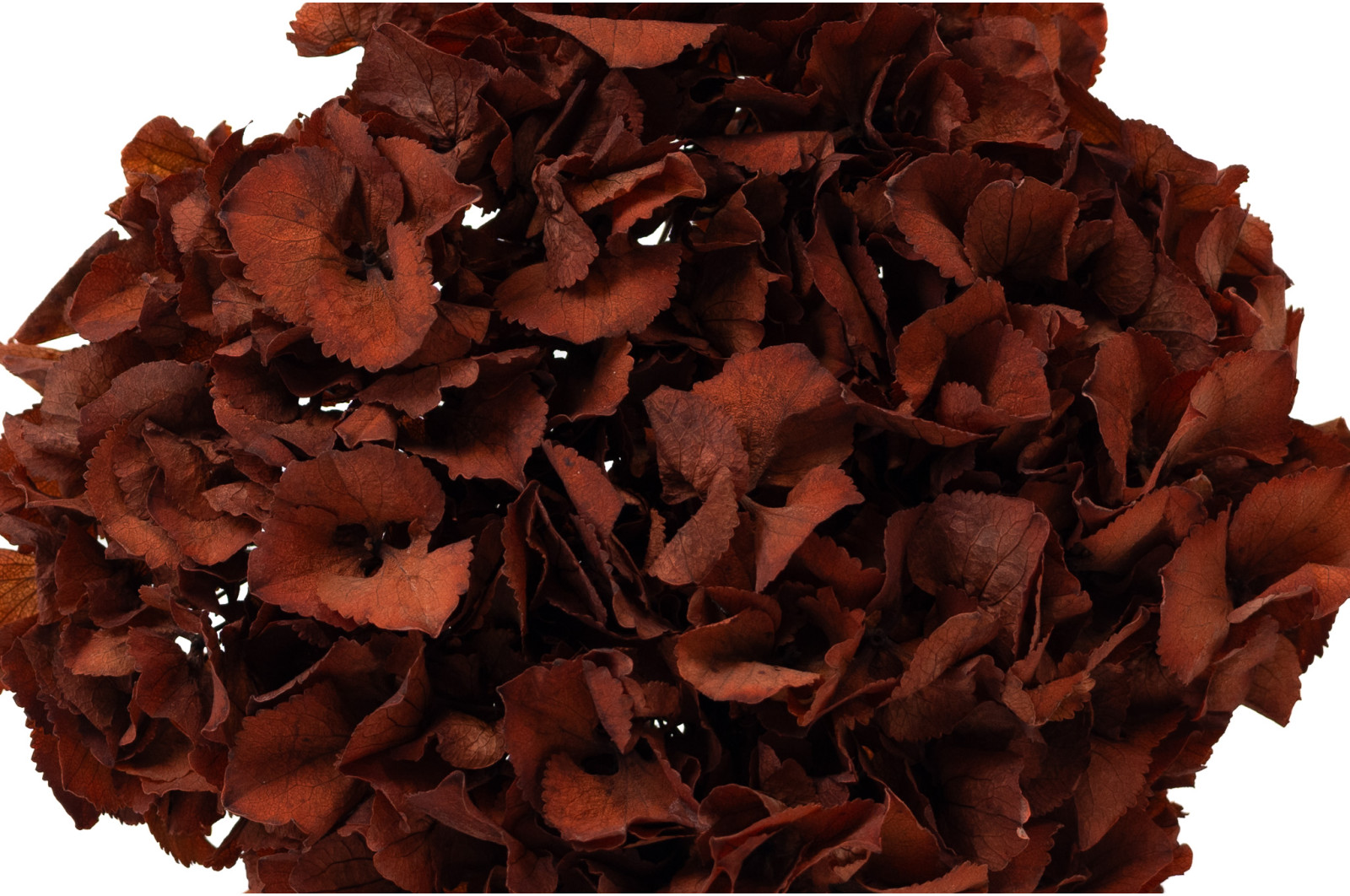 preserved-hydrangea-14