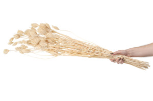 dried-fennel-nature-11.