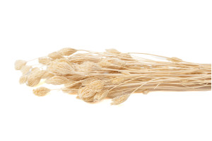 dried-fennel-nature-11.