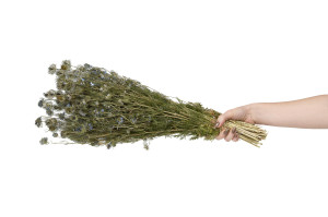 nigelle-fleuri-seche-29.