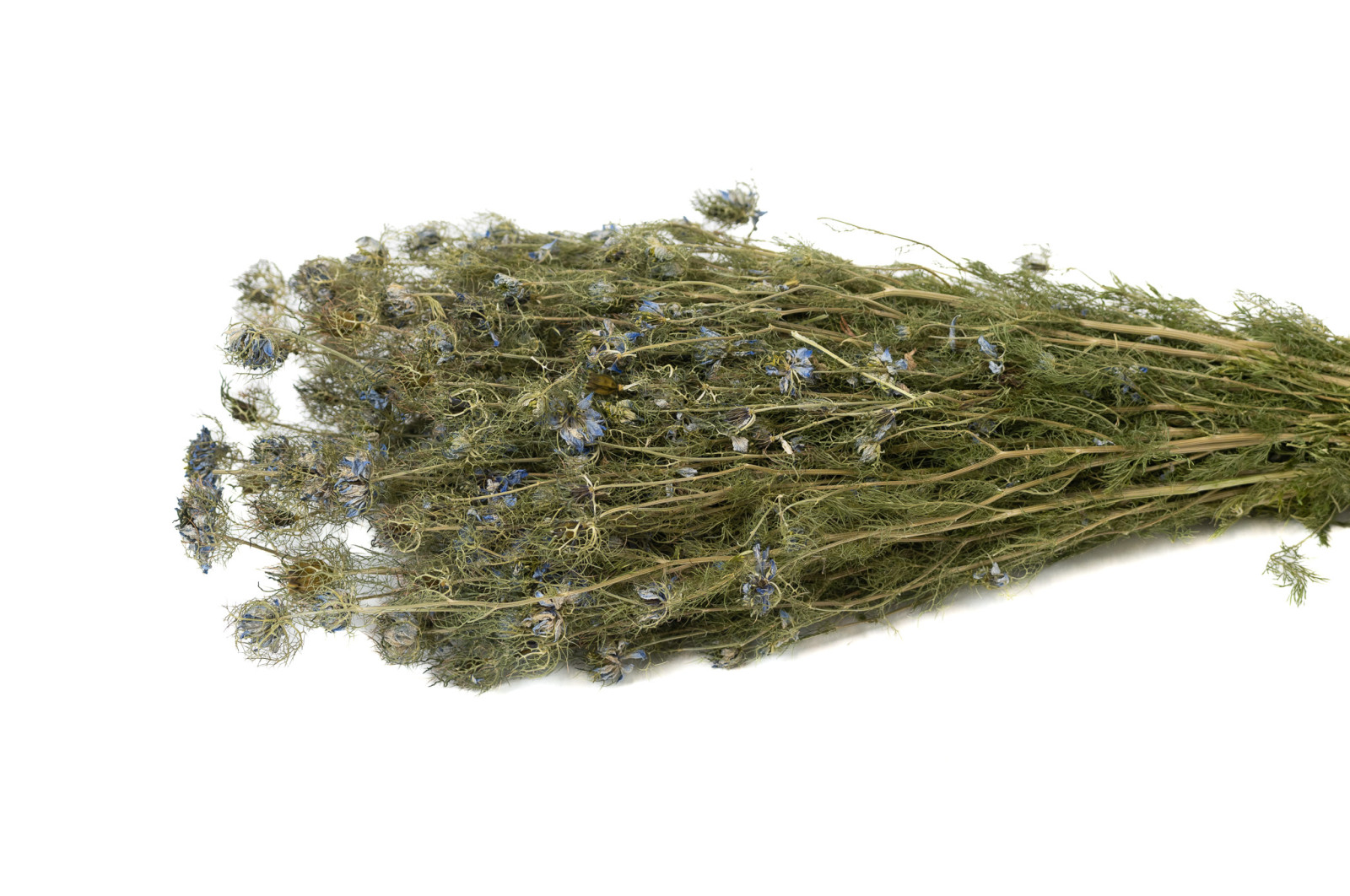 nigelle-fleuri-seche-29