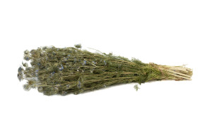 trockene-bluehender-nigella-29.