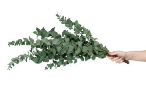 preserved-eucalyptus-stuartiana-11.