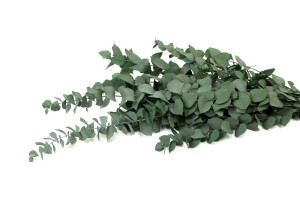 eucalyptus-stuartiana-stabilise-11