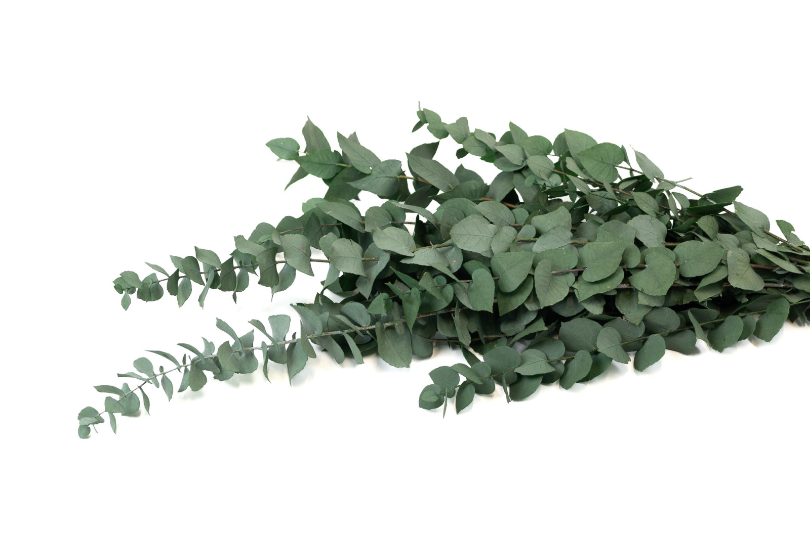 preserved-eucalyptus-stuartiana-11