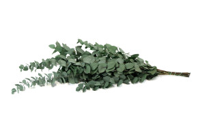 stabilisierte-eukalyptus-stuartiana-11.