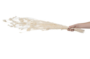 dried-fennel-nature-11.