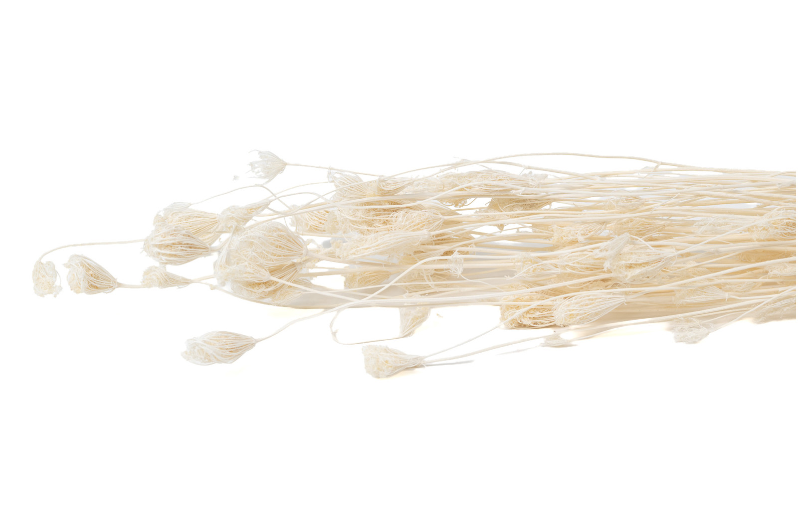 dried-fennel-nature-11