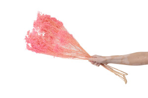 dried-broom-bloom-20.