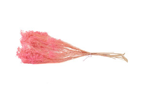 dried-broom-bloom-20.