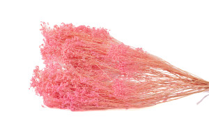 dried-broom-bloom-20.