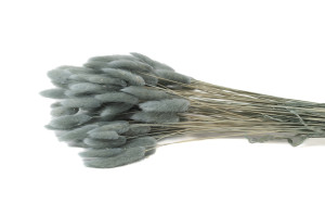 getrockenete-lagurus-12.