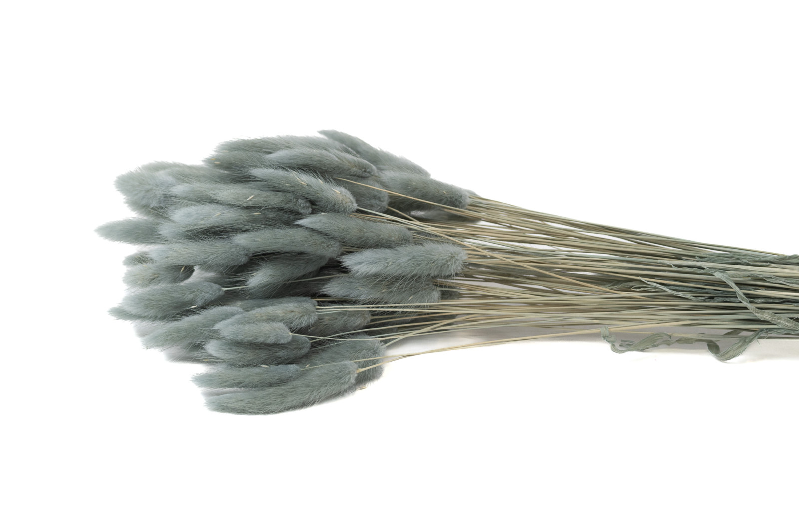 getrockenete-lagurus-12