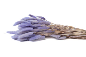 getrockenete-lagurus-12.