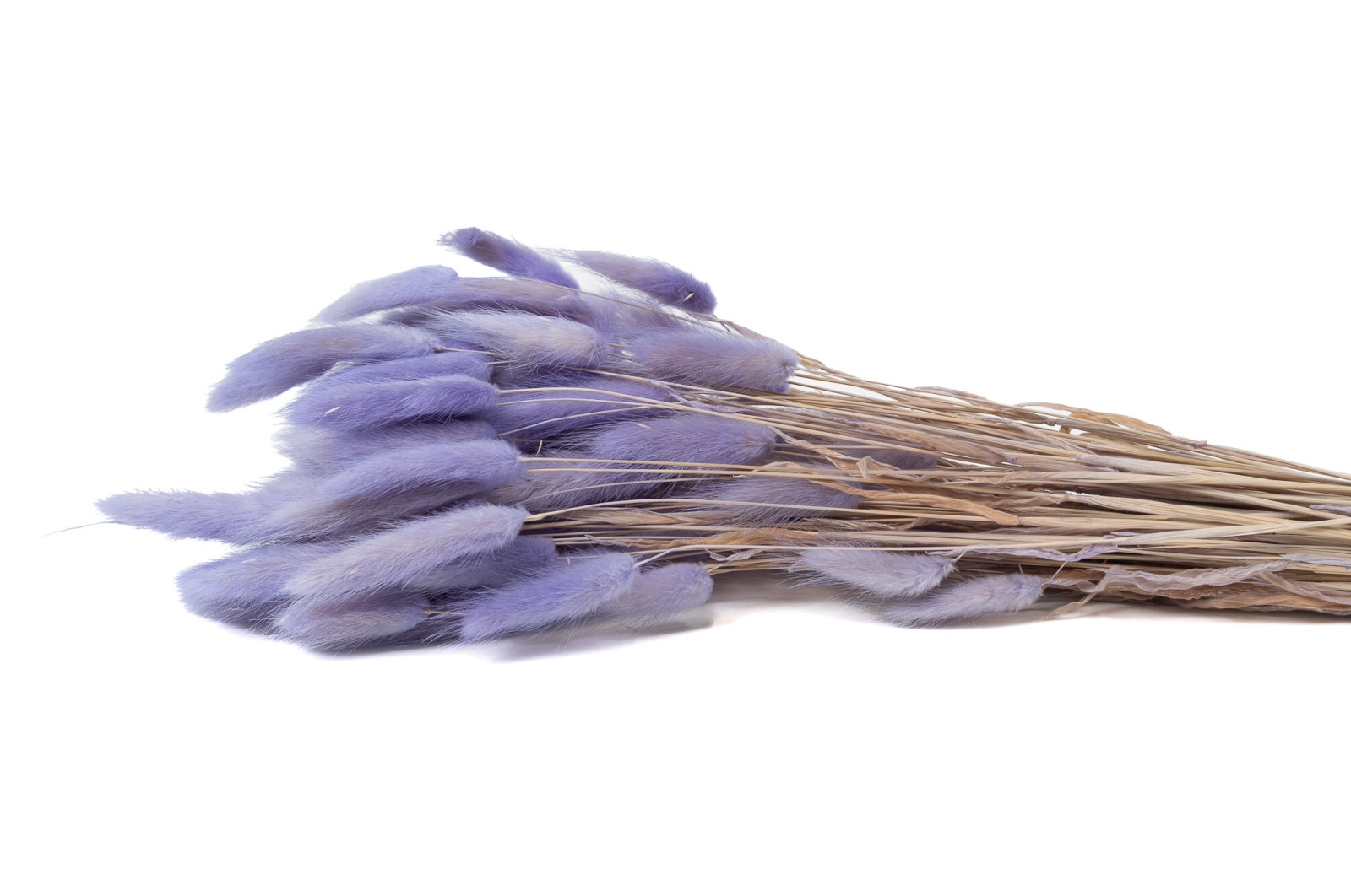 getrockenete-lagurus-12