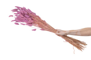 getrockenete-lagurus-12.