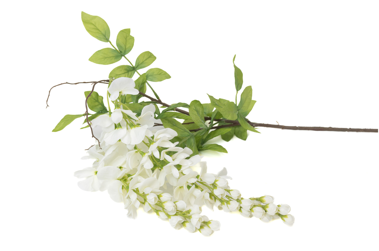 glycine-artificielle-chute-40