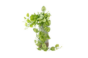 kuenstliche-haengende-calathea-40.