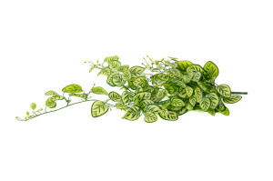 artificial-hanging-calathea-40.