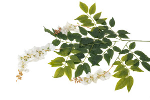 glycine-artificielle-40.