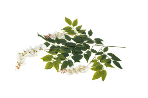 glycine-artificielle-40.