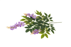 glycine-artificielle-40.