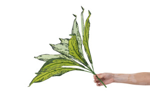 artificial-aglaonema-pick-40.