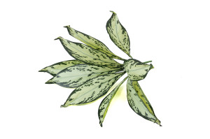 artificial-aglaonema-pick-40.