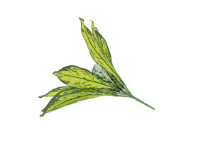 artificial-aglaonema-pick-40.