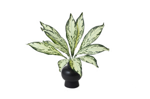 aglaonema-artificiel-piquet-40.
