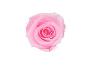 tetes-de-roses-stabilisees-31