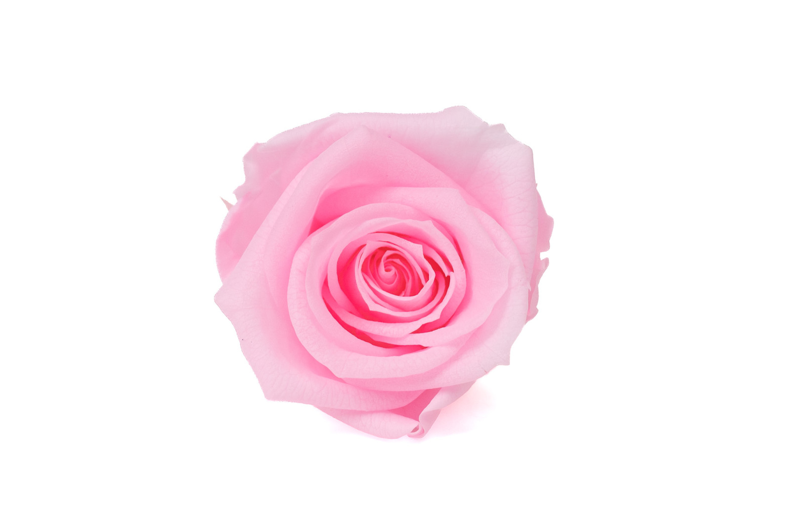 tetes-de-roses-stabilisees-31