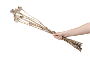 dried-poppy-10-stems-29.