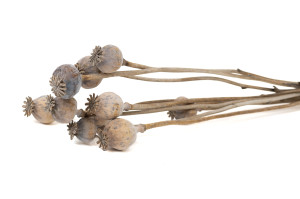 dried-poppy-10-stems-29.