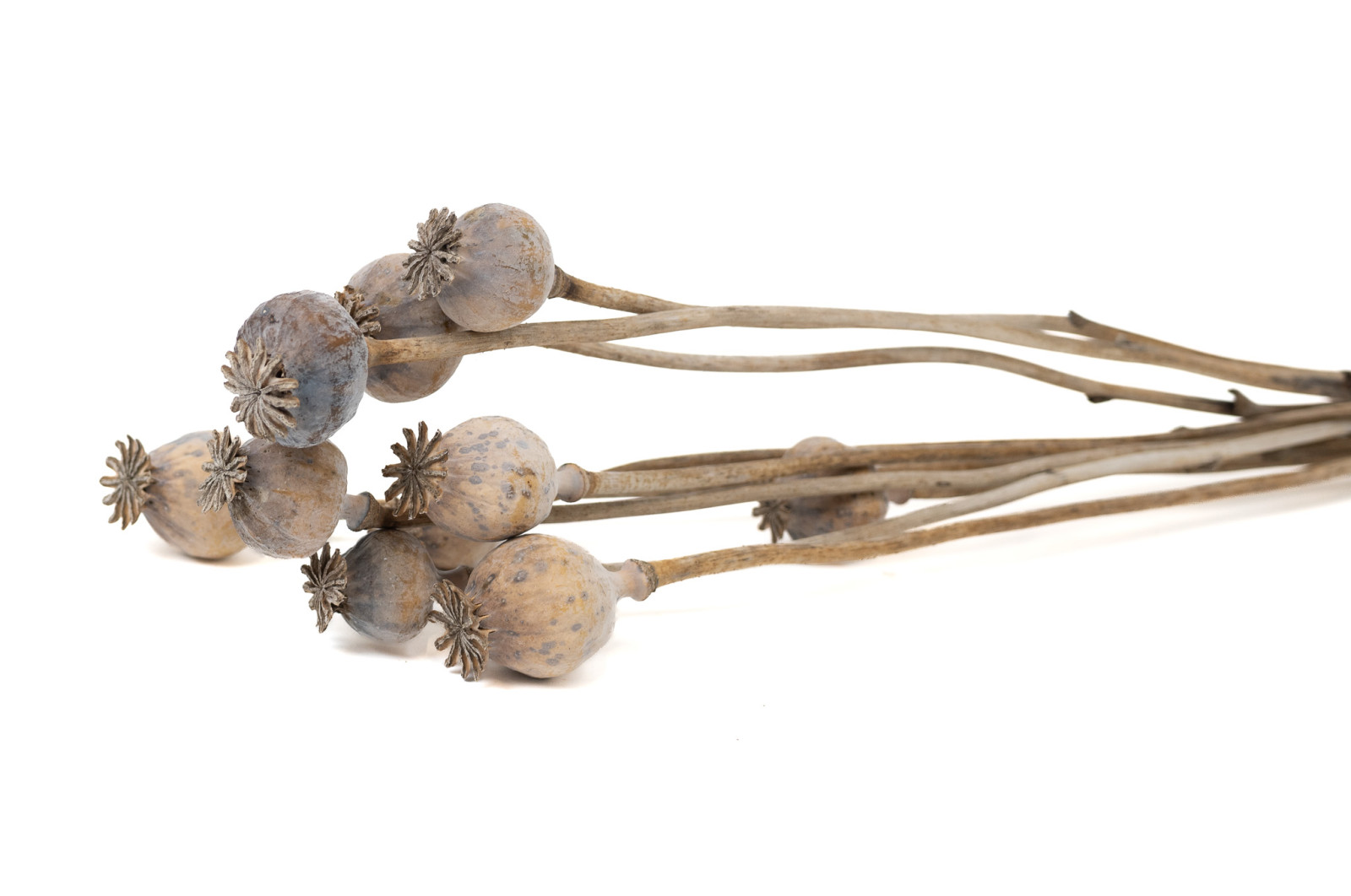 getrockneter-mohn-10-stiele-29