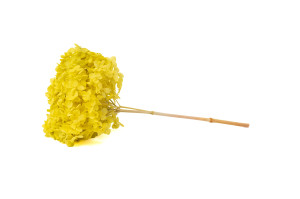 preserved-hydrangea-anna-19.