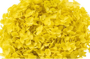 stabilisierte-hortensien-anna-19.