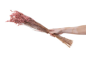 briza-maxima-sechee-20.