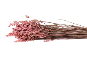 dried-briza-maxima-20.