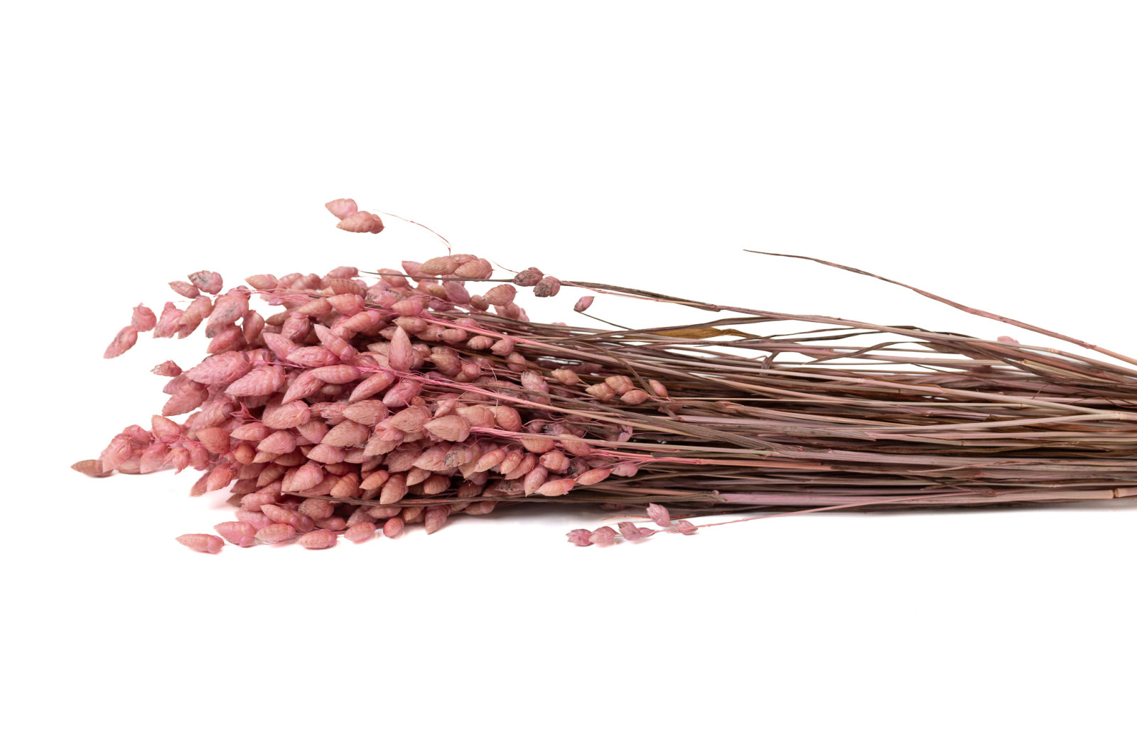 dried-briza-maxima-20