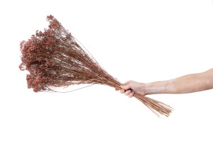 dried-broom-bloom-20.