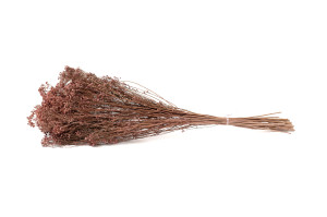 dried-broom-bloom-20.