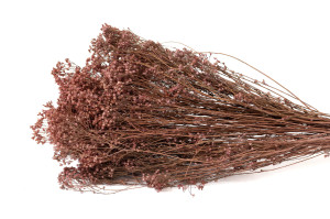 dried-broom-bloom-20.