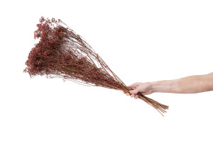 dried-broom-bloom-20.